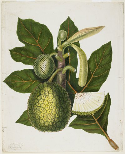 Artocarpus Incisa (The True Bread-fruit of the Philippines) by Priscilla Susan Bury